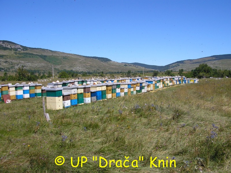 dracaknin (2)